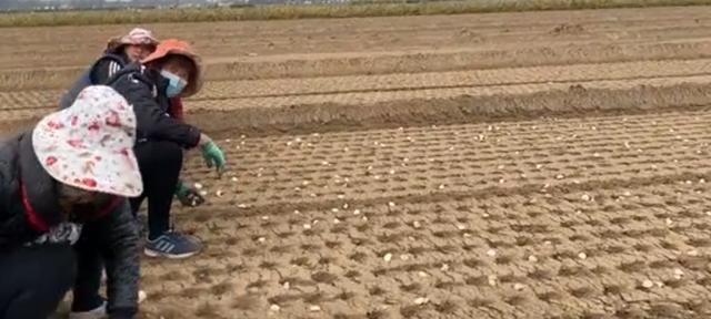 新农村：大蒜种植机械化，更加方便省力