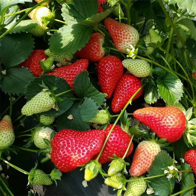 您真正了解‘超级红颜草莓苗’吗？它的果实口感如何好不好种植呢