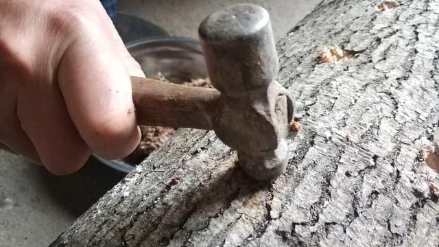 椴木培育香菇木耳全过程，看完你会觉得很简单吗？