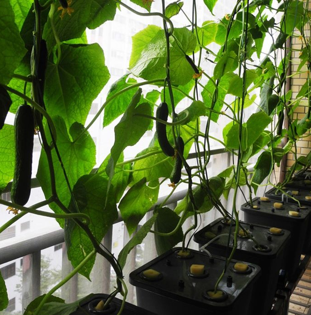 懒人10平米阳台造智能水培种植箱，一年四季收菜30种，值得一试