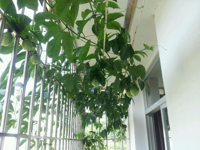 打造阳台“果”园，养棵百香果吧，有个花盆就能种，开花结果多