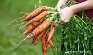 胡萝卜的种植技术(胡萝卜的种植方法与流程，一起来看一下吧)