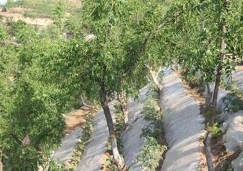 红枣的栽培技术和管理方法