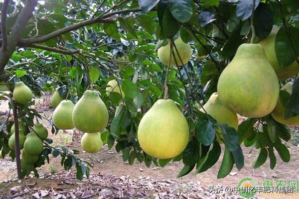 柚子树种植几年结果？柚子高产栽培管理方法
