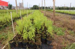 檀香的种植(从事广西万亩檀香种植，十年如一日做环保，改善地球大气环境)