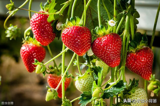 八九月份定植草莓刚刚好，这样栽种管理，缓苗成活率高不少