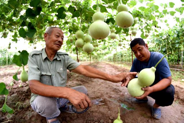 父子种葫芦，走上致富路！河南杞县积极鼓励村民发展特色种植