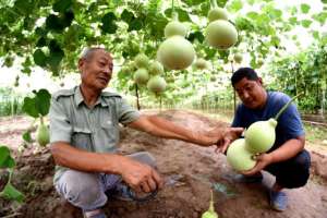 2015农村种植业(父子种葫芦，走上致富路河南杞县积极鼓励村民发展特色种植)