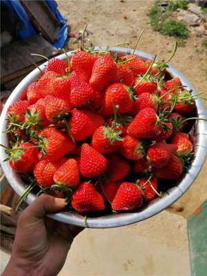 红颜草莓苗种植技术(您真正了解‘超级红颜草莓苗’吗？它的果实口感如何好不好种植呢)