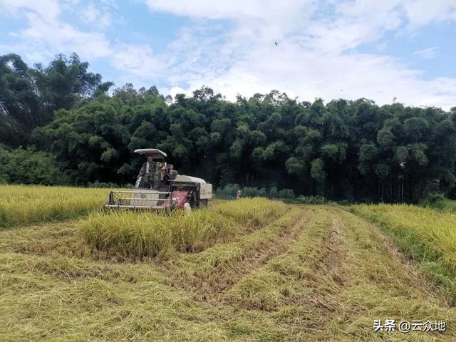 多年生稻：种一次每年收两季，每年收2000斤，长的已种了7年
