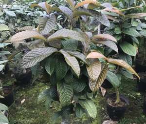 金茶花种子如何种植(这种金花茶嫁接技术能够快速大面积的种植金花茶)