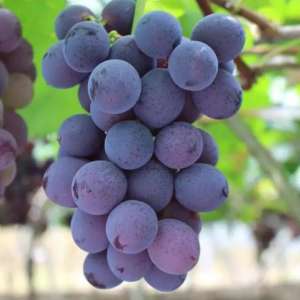 大棚葡萄如何种植(大棚葡萄“三高三适”丰产优质栽培技术)