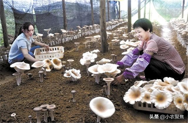 《珍稀食用菌种》大杯香菇室内代料栽培技术，方法都在这儿来学学