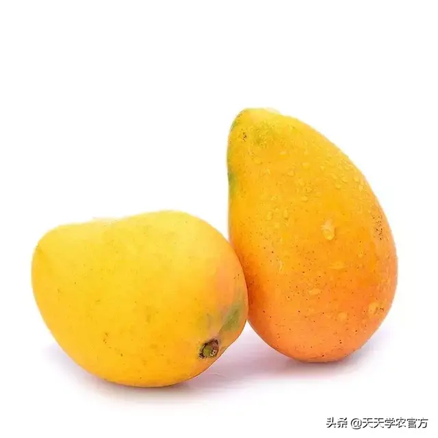 快收藏！18种热门芒果品种最全介绍，包你1次看个够