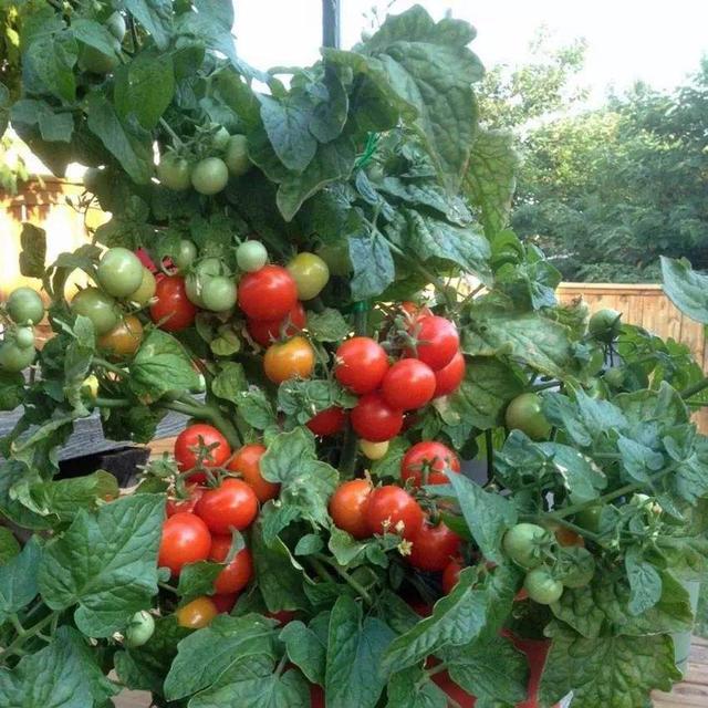 盆栽西红柿，必要的“3技巧”，一棵挂果一百多，吃呀吃不完