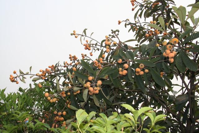 枇杷树的种植方法和栽培管理技术