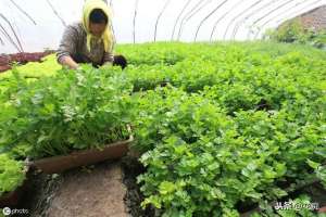盆栽芹菜的种植方法(盆栽芹菜劈着吃，越劈长得越多，种一盆能吃1年)