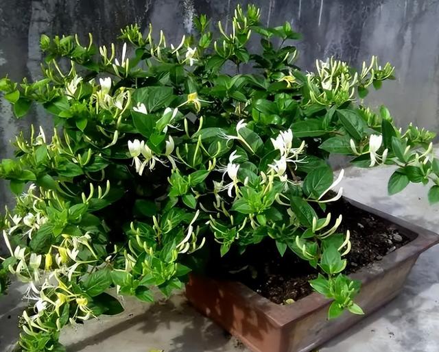 中国“最香”的20种花，有院子必养，一棵满院飘香，不信养养试试