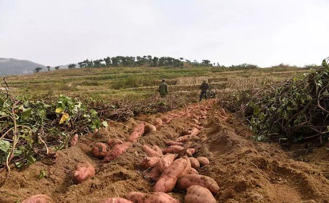 红薯种植有哪些方法，如何提高红薯产量？
