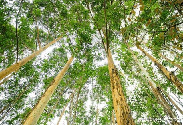 广西桉树种植贡献巨大难以取代 经济效益良好种植桉树有利有弊