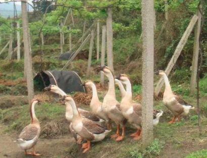 果园里养鸡 鸭 鹅，到底可不可行？到底什么是果园林下生态养殖？