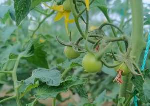 幼儿种植总结(不想番茄越结越小，农户要做好2个方面，高产经验总结)