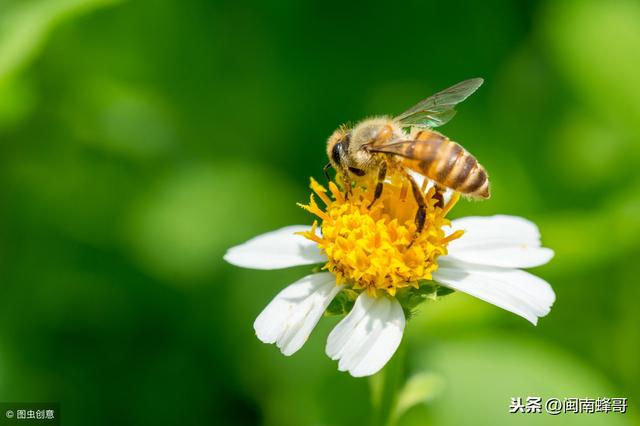 蜜源植物流蜜期，繁殖与采蜜是矛盾，看看老农有什么好办法