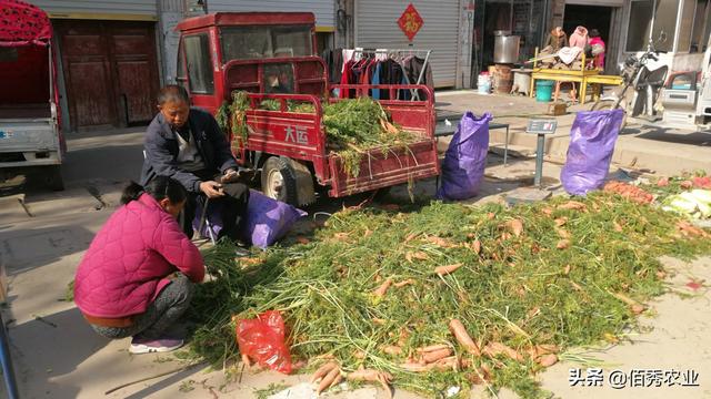 农民集市上卖冬天热销蔬菜，生长期基本不喷农药，亩产高达5吨