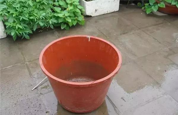 小窍门：在家里用水桶种莲藕，你将会收获满满的一桶！