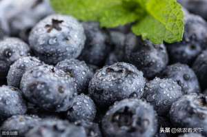 种植蓝莓几年可收益(种蓝莓真的能亩入数万元？别盲从种植，看完这些后再决定)