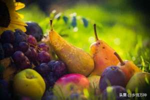 水果种植时间表(水果收获季节揭晓农业专家分享的种植秘籍)
