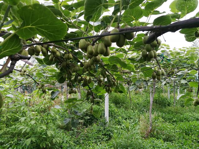 今年种猕猴桃的果农惨了，辛辛苦苦一年，结果一亩地倒亏2000元