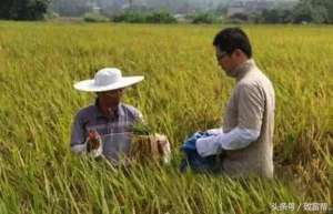 水稻种植效益(300亩水稻年产值100万，他能做到，你也可以)