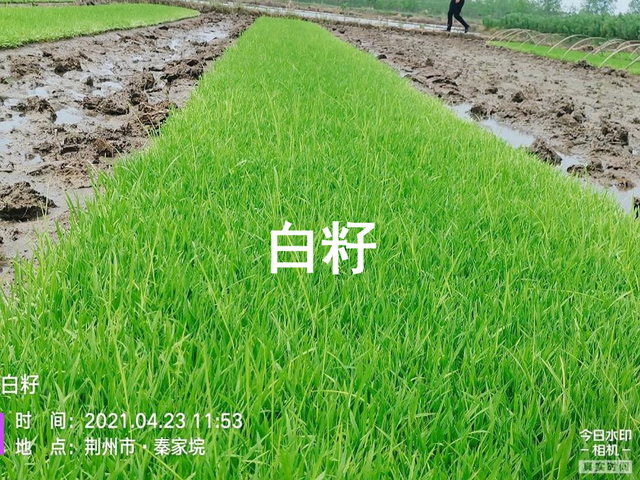 好种育壮秧，壮秧一半谷！这种高产水稻育秧方法，你见过吗？