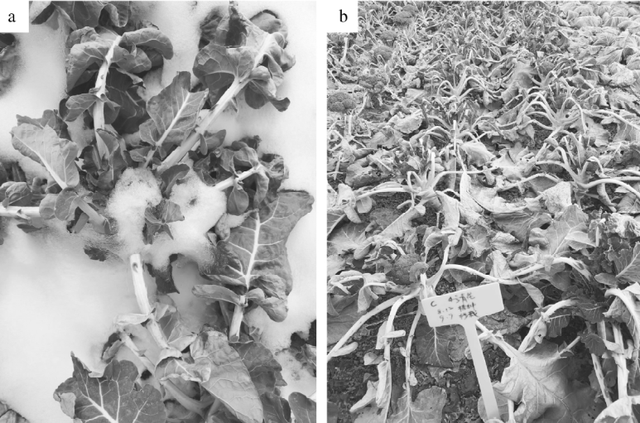 西兰花北方地区反季露地越冬高效栽培技术