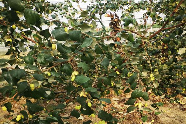 青枣这种水果清脆香甜，采摘期特别长，想栽培的话需要注意什么？