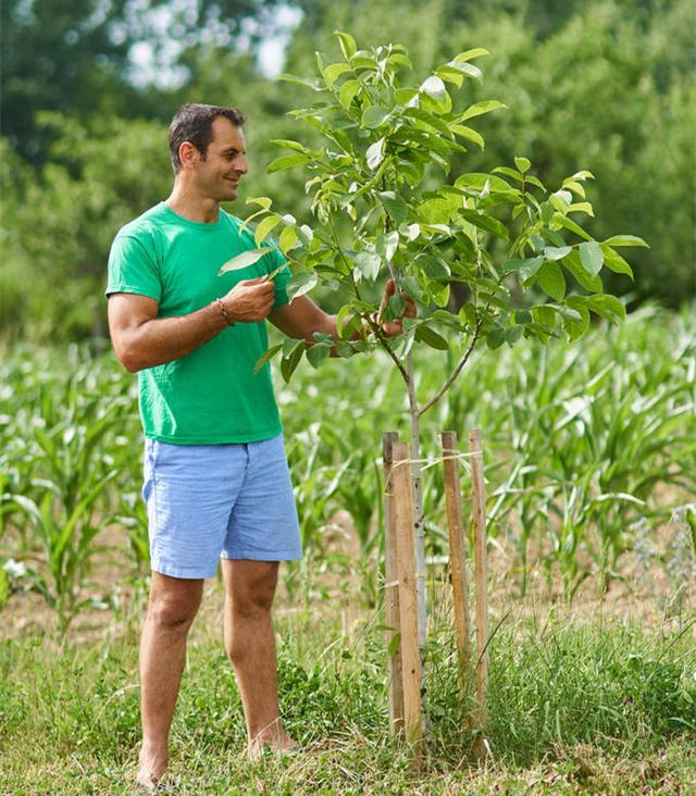 核桃树栽培技术｜核桃树对生长环境的7个要求