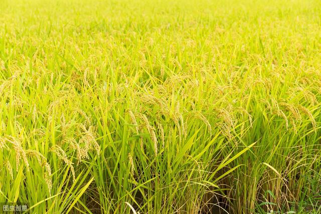 东北地区水稻种植，应用机械化技术，节省人工成本、提高种植效率
