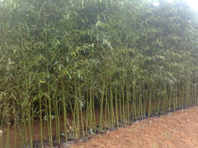 竹子种植时间