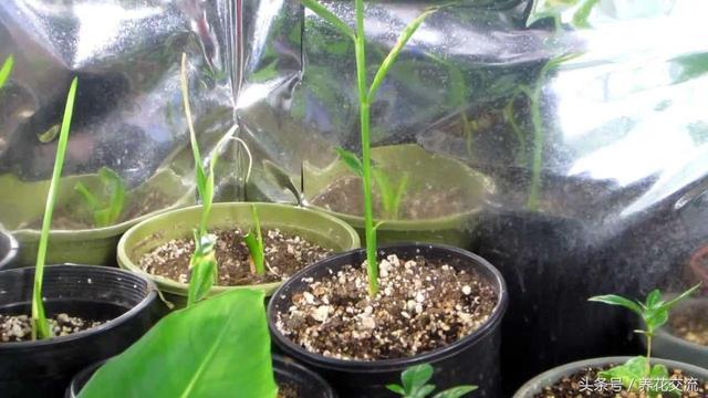 在室内可以四季栽培的生姜盆栽，温度低也能生根发芽