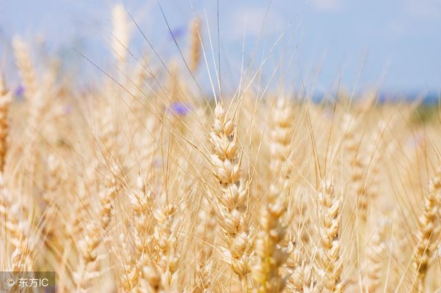 种植一亩小麦需要投入多少钱，这笔账你算过吗？