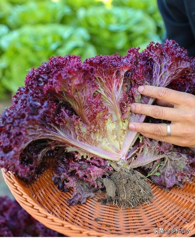秋季种生菜，什么时候播种最好？如何种植脆嫩且产量高？