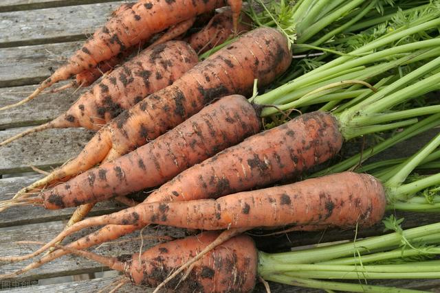 胡萝卜种植时间和方法