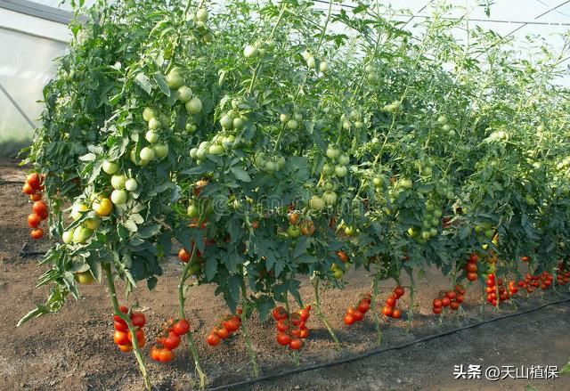 番茄的种植方法和过程