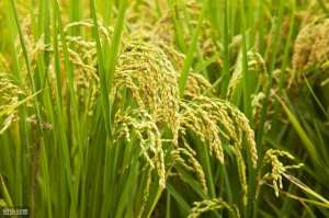 东北水稻种植流程(东北地区水稻种植，应用机械化技术，节省人工成本、提高种植效率)