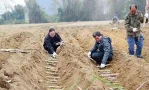 甘蔗怎么种植 北方(甘蔗是如何种植的，种植技术有哪些？)