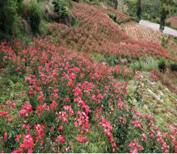云南省农科院花卉专家陆琳研究员到砚山指导金边玫瑰的病害防治