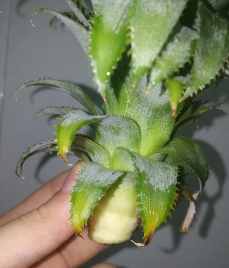 吃菠萝，“菠萝头”泡水里，3周长根变漂亮盆栽，结出大果子来