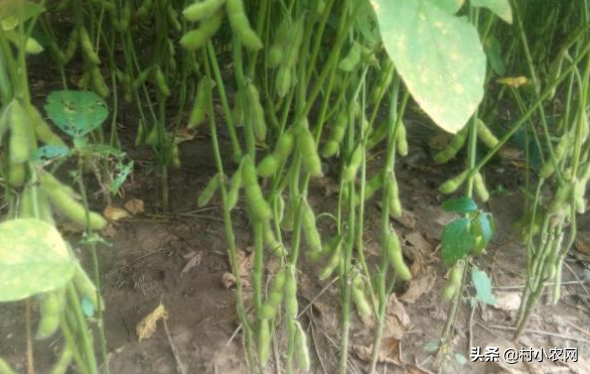 农村种毛豆，学会了这4个栽种方式，11个高产小技巧才赚钱