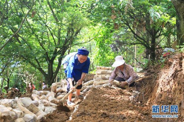 贵州黔西南：林下菌药种植忙